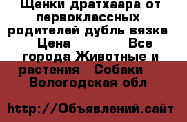 Щенки дратхаара от первоклассных  родителей(дубль вязка) › Цена ­ 22 000 - Все города Животные и растения » Собаки   . Вологодская обл.